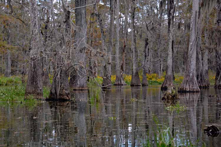 swamp scenic